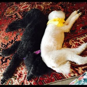 Meet your Posher, Jane